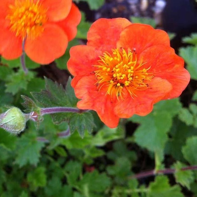 Geum chiloense Sigiswang - Nagelkruid (Flowering)