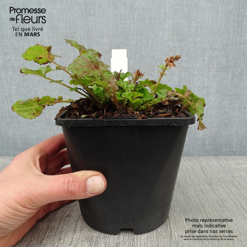 Example of Geum Tempo Rose - Benoîte Pot van 2 l/3 l as you get in hiver