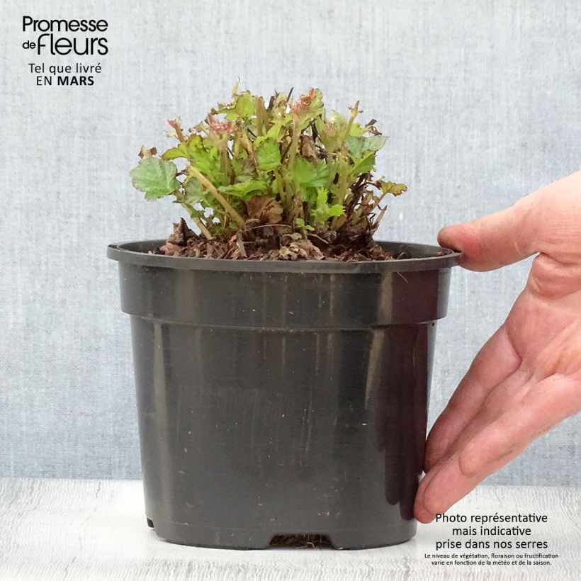 Exemplaar van Geum Tempo Roze - Nagelkruid Pot van 2 l/3 l zoals geleverd in de lente