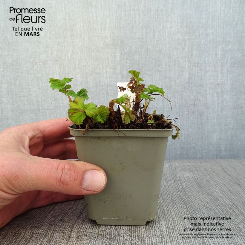 Example of Geum Tempo Yellow - Benoîte Kweekpotje van 8/9 cm as you get in hiver