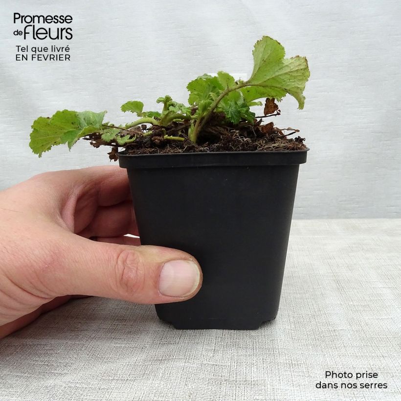 Example of Geum Tequila Sunrise - Benoîte  Pot van 2 l/3 l as you get in hiver