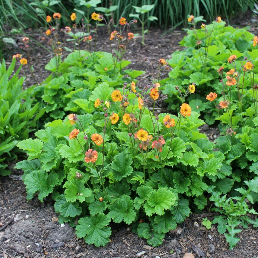 Geum Totally Tangerine - Nagelkruid (Groeiplaats)