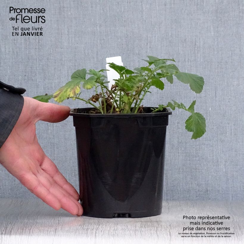 Example of Geum Totally Tangerine - Benoîte orange vif Pot van 1 l/1,5 l as you get in hiver