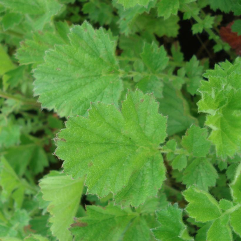 Geum chiloense Lady Stratheden - Nagelkruid (Foliage)