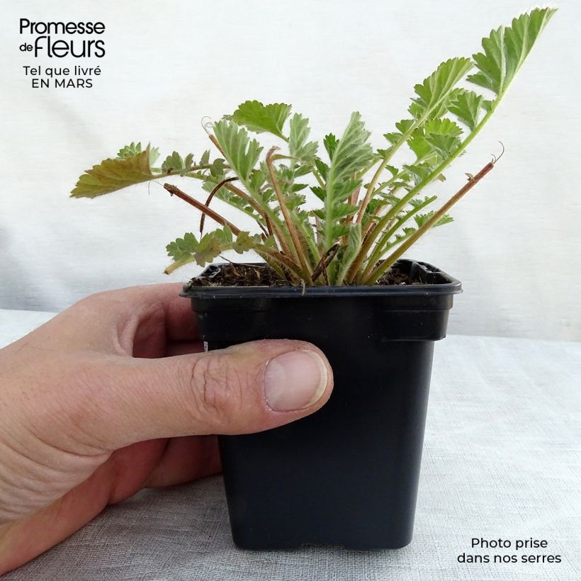 Example of Geum chiloense Lady Stratheden - Benoîte Kweekpotje van 7/8 cm as you get in hiver
