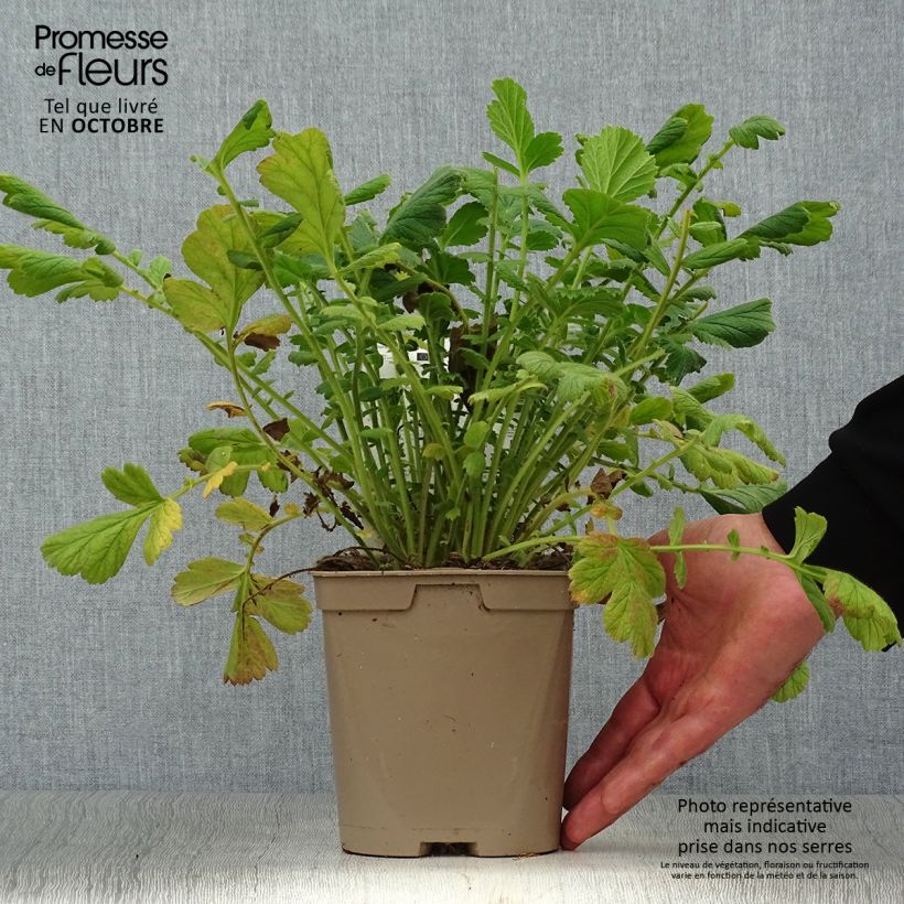 Exemplaar van Geum chiloense Lady Stratheden - Nagelkruid Pot van 2 l/3 l zoals geleverd in de herfst
