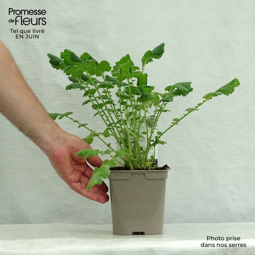 Exemplaar van Geum chiloense Lady Stratheden - Nagelkruid Pot van 2 l/3 l zoals geleverd in de zomer