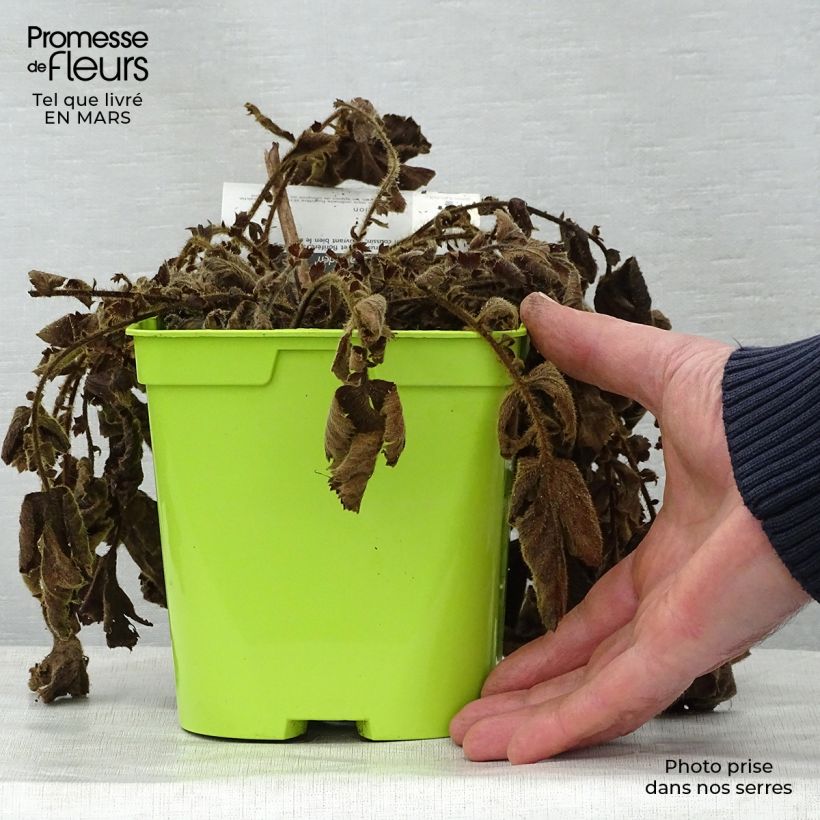 Exemplaar van Geum chiloense Lady Stratheden - Nagelkruid Pot van 2 l/3 l zoals geleverd in de lente