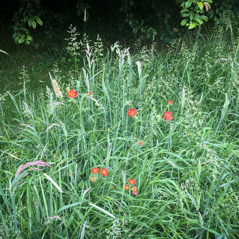 Geum chiloense Mrs Bradshaw - Nagelkruid (Groeiplaats)