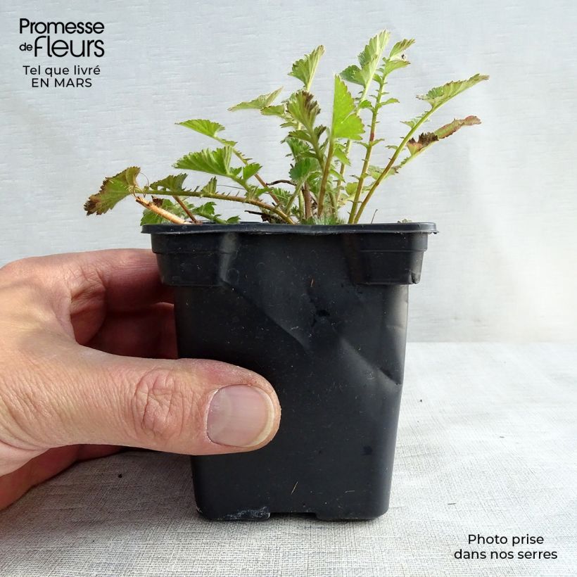 Exemplaar van Geum chiloense Mrs Bradshaw - Nagelkruid Kweekpotje van 7/8 cm zoals geleverd in de lente