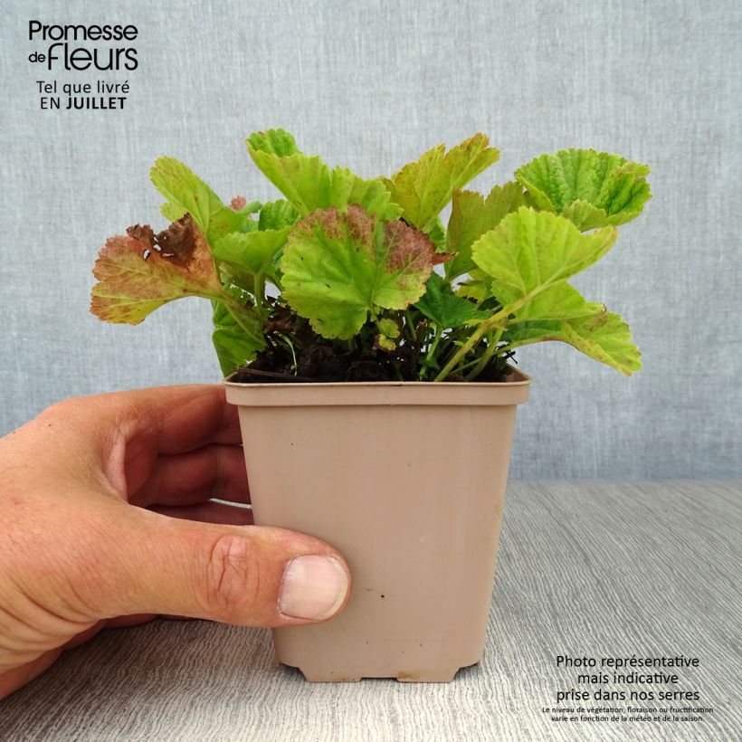Exemplaar van Geum coccineum Borisii - Nagelkruid Kweekpotje van 8/9 cm zoals geleverd in de zomer