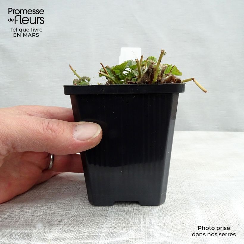 Example of Geum coccineum Borisii - Benoîte orange Kweekpotje van 8/9 cm as you get in hiver