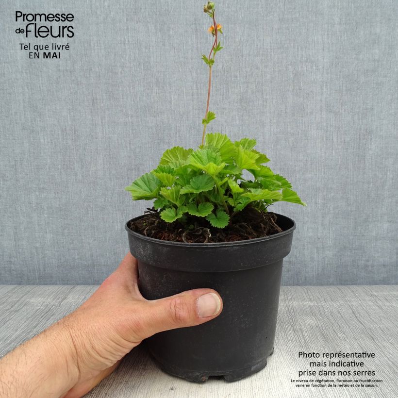 Exemplaar van Geum coccineum Borisii - Nagelkruid Pot van 2 l/3 l zoals geleverd in de lente