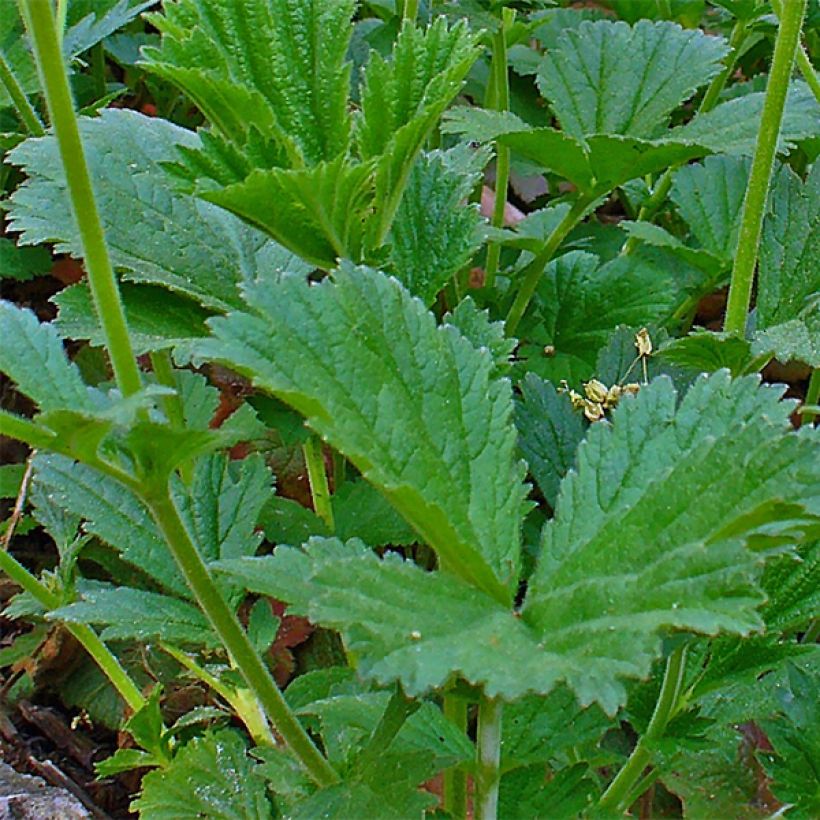 Geum coccineum Karlskaer - Nagelkruid (Foliage)