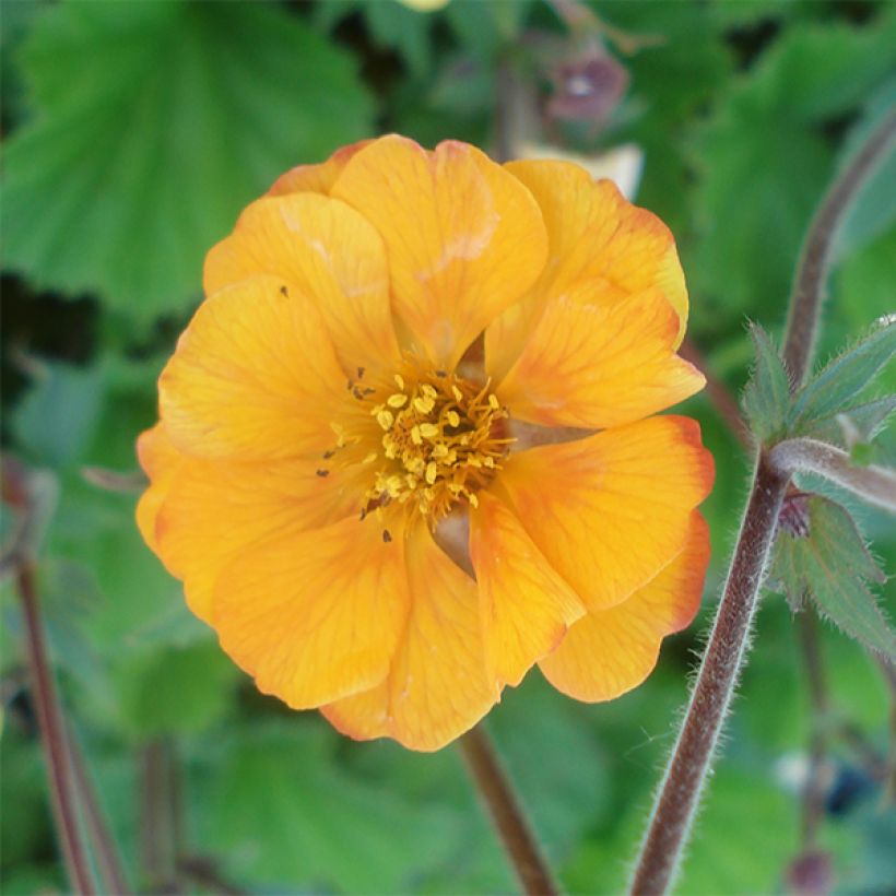 Geum coccineum Karlskaer - Nagelkruid (Flowering)