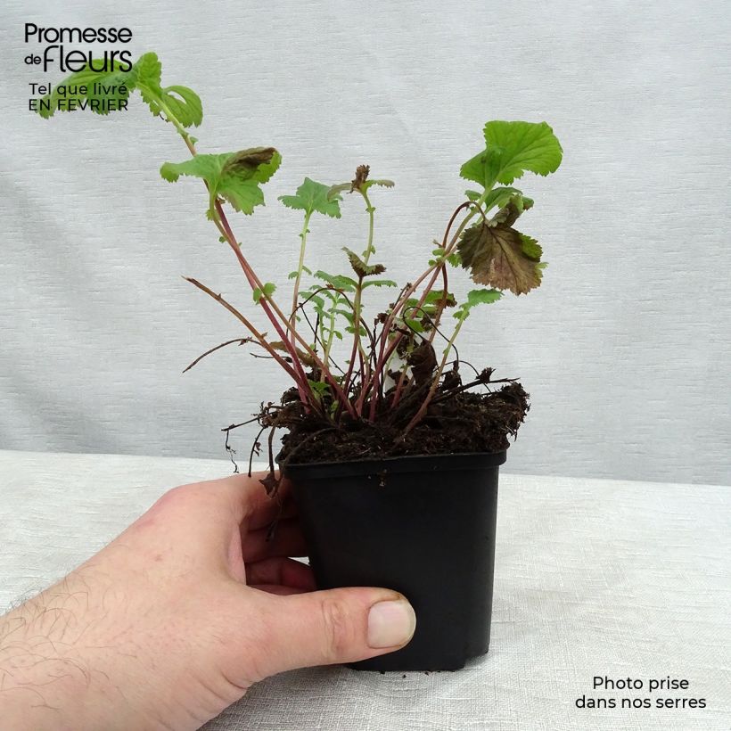 Example of Geum coccineum Karlskaer - Benoîte jaune orangé Kweekpotje van 8/9 cm as you get in hiver