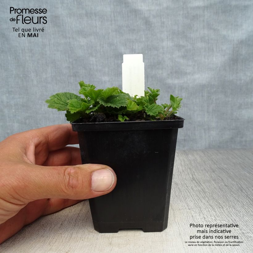 Exemplaar van Geum coccineum Karlskaer - Nagelkruid Kweekpotje van 8/9 cm zoals geleverd in de lente