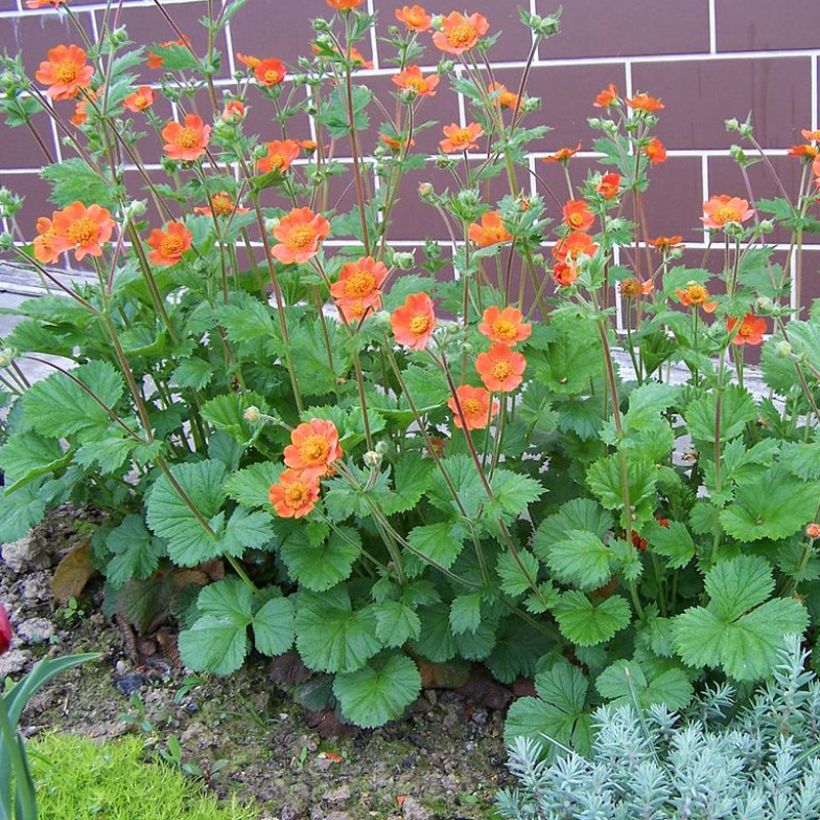 Geum coccineum Werner Arends - Nagelkruid (Plant habit)