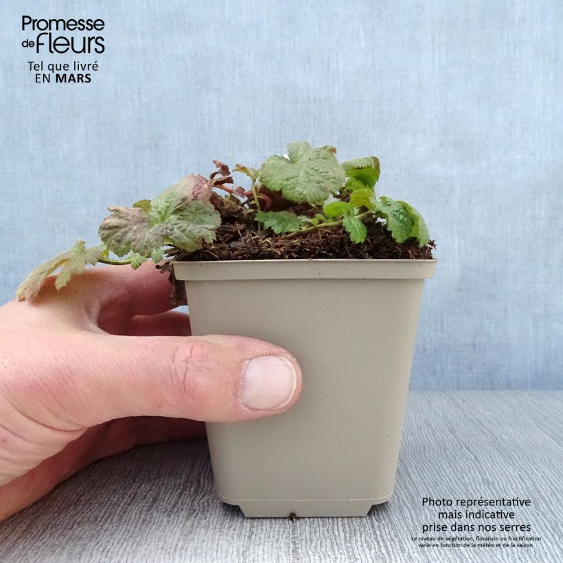 Exemplaar van Geum coccineum Werner Arends - Nagelkruid Kweekpotje van 8/9 cm zoals geleverd in de lente