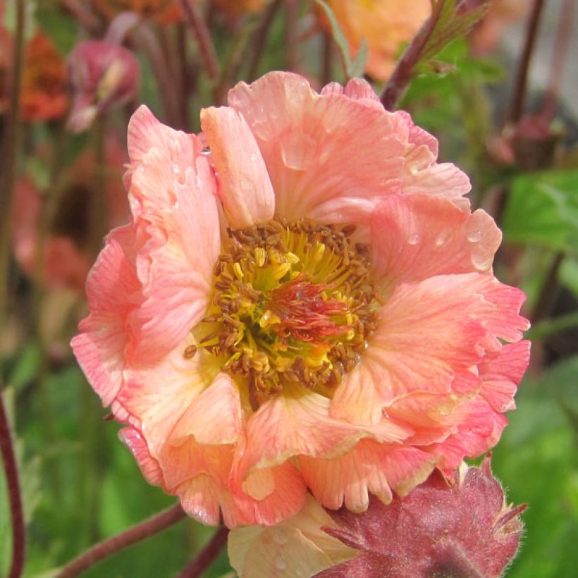 Geum Mai Tai - Knikkend nagelkruid (Flowering)
