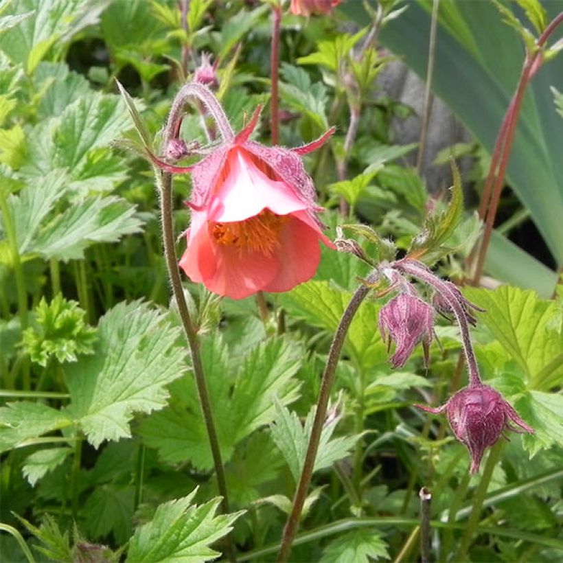Geum rivale Leonards Variety - Knikkend nagelkruid (Flowering)