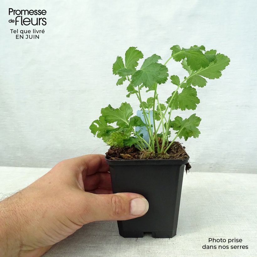 Exemplaar van Geum rivale Leonards Variety - Knikkend nagelkruid Kweekpotje van 7/8 cm zoals geleverd in de zomer