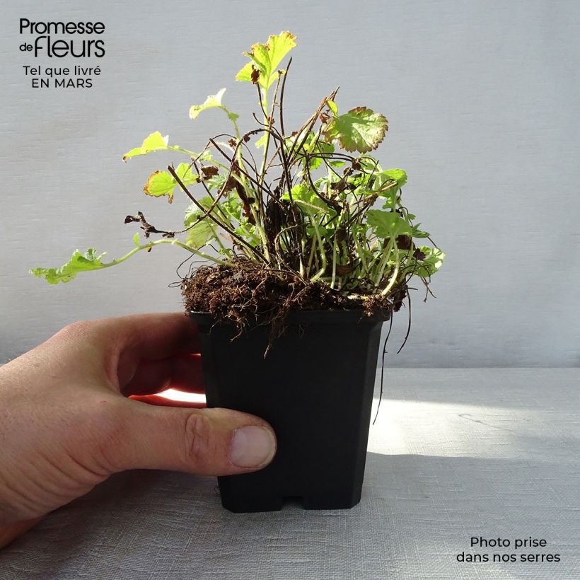 Exemplaar van Geum rivale Leonards Variety - Knikkend nagelkruid Kweekpotje van 7/8 cm zoals geleverd in de lente