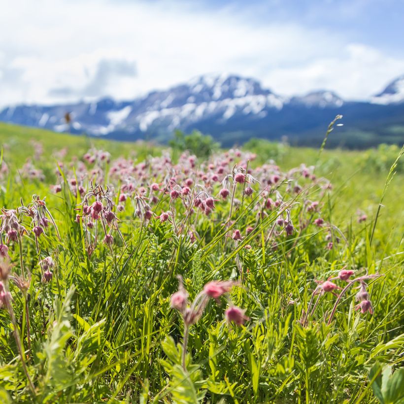 Geum triflorum - Nagelkruid (Groeiplaats)