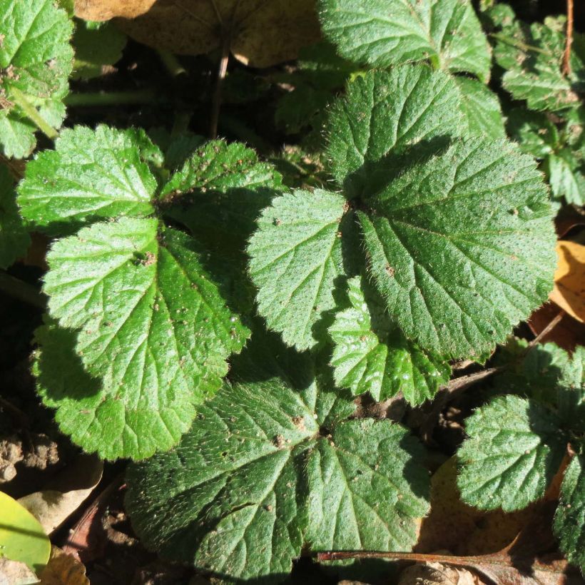 Geum urbanum - Gewoon nagelkruid (Foliage)