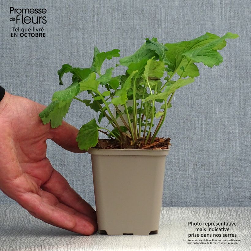 Exemplaar van Geum urbanum - Gewoon nagelkruid Kweekpotje van 8/9 cm zoals geleverd in de herfst