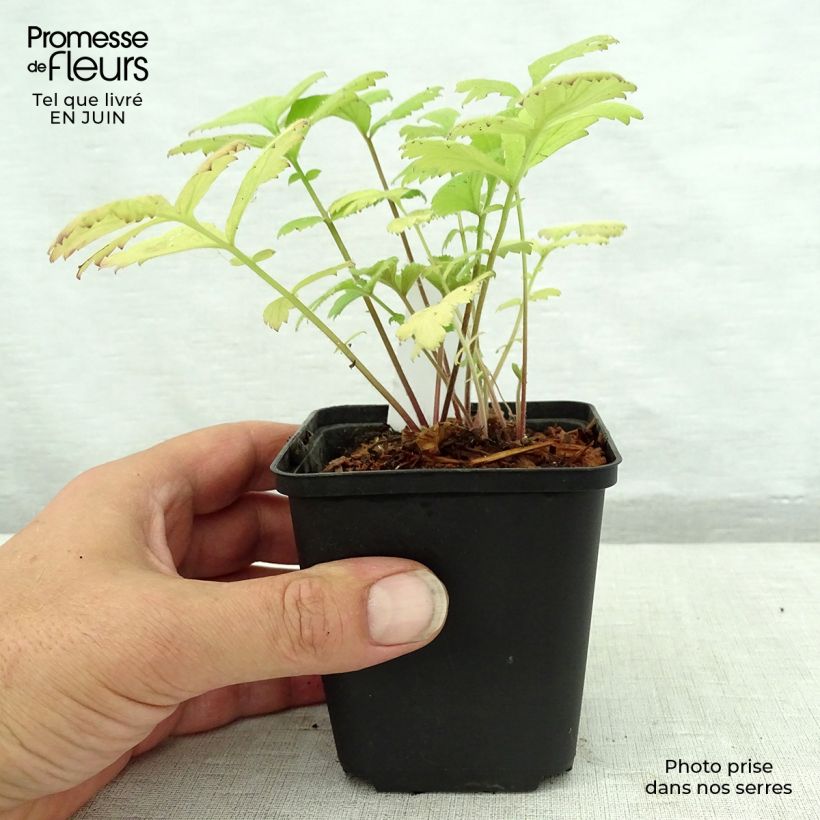 Exemplaar van Geum urbanum - Gewoon nagelkruid Kweekpotje van 8/9 cm zoals geleverd in de zomer