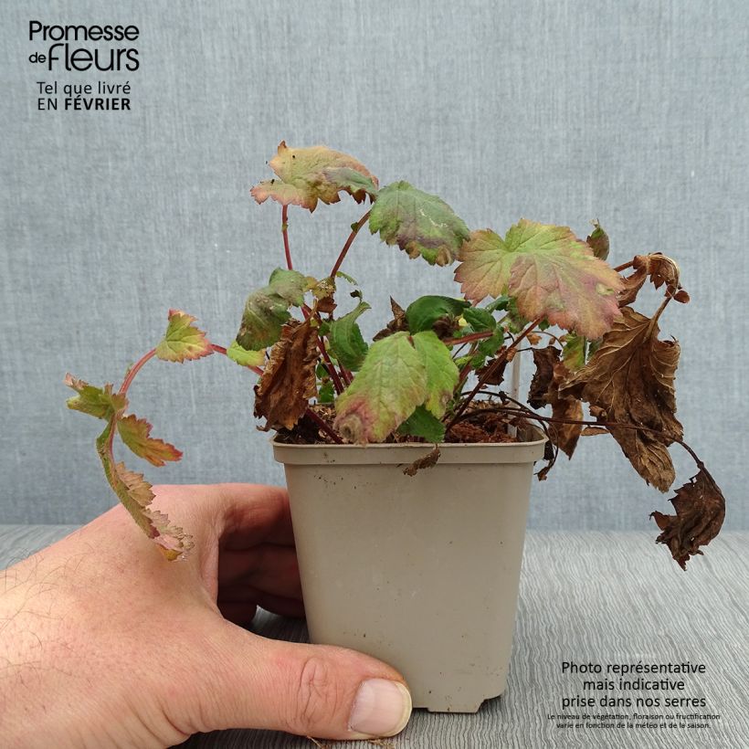 Example of Geum urbanum - Benoîte commune. Kweekpotje van 8/9 cm as you get in hiver