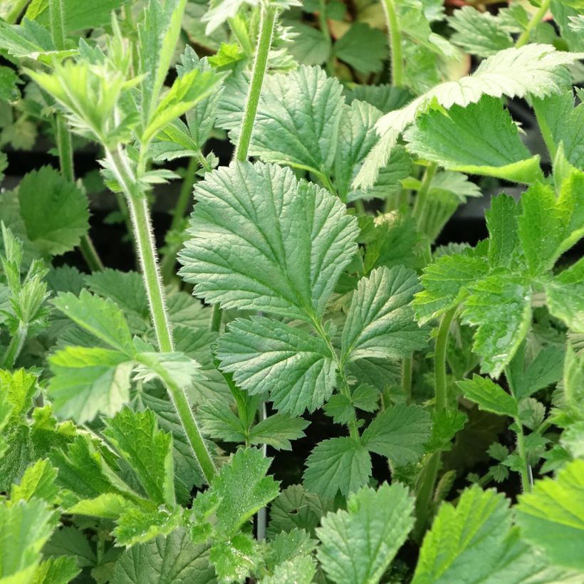 Geum Totally Tangerine - Nagelkruid (Blad)