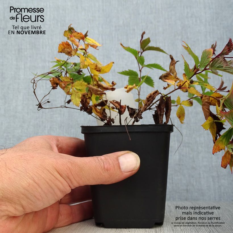 Exemplaar van Gillenia trifoliata - Driebladige braakwortelspirea Kweekpotje van 8/9 cm zoals geleverd in de herfst