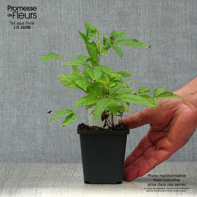 Exemplaar van Gillenia trifoliata - Driebladige braakwortelspirea Kweekpotje van 8/9 cm zoals geleverd in de zomer