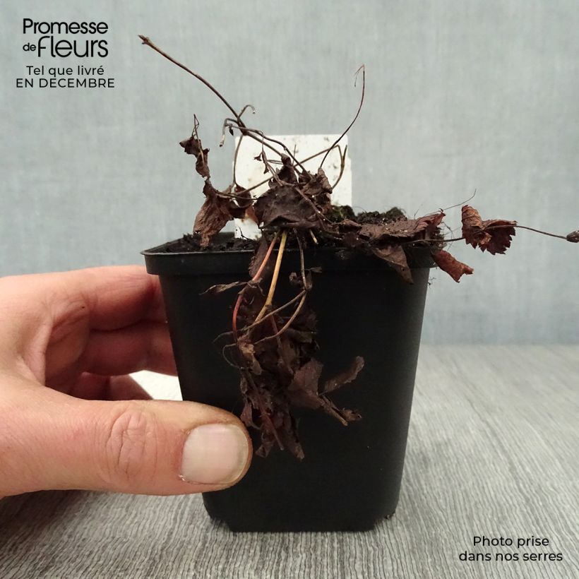 Example of Gillenia trifoliata - Spirée à 3 feuilles Kweekpotje van 8/9 cm as you get in hiver