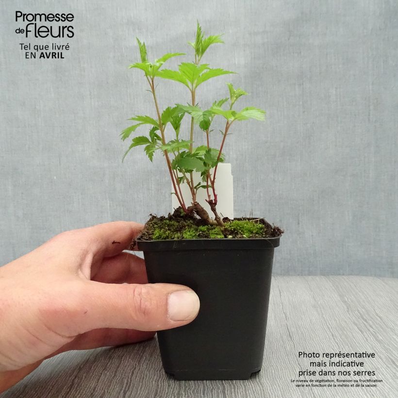 Exemplaar van Gillenia trifoliata - Driebladige braakwortelspirea Kweekpotje van 8/9 cm zoals geleverd in de lente