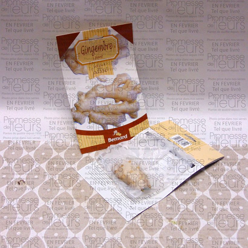 Voorbeeld van een exemplaar van Gember - Zingiber officinale Naakte wortel zoals geleverd