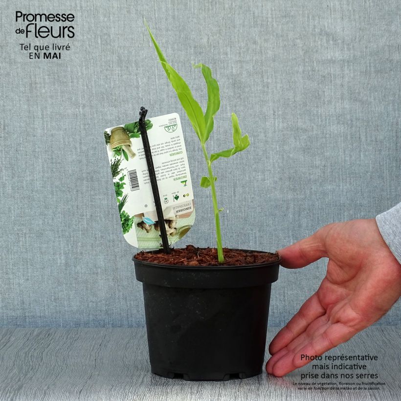 Exemplaar van Gember - Zingiber officinale Pot van 1,5 l/2 l zoals geleverd in de lente