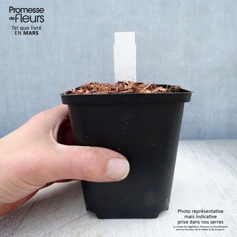 Exemplaar van Zingiber mioga - Japanse gember Kweekpotje van 8/9 cm zoals geleverd in de lente