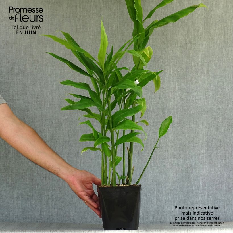 Exemplaar van Zingiber mioga - Japanse gember Pot van 1,5 l/2 l zoals geleverd in de zomer
