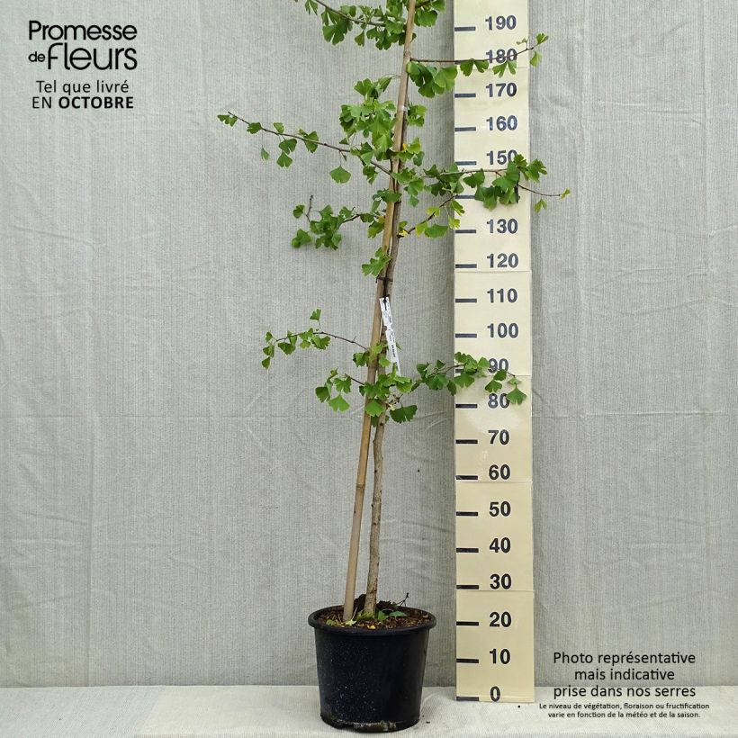 Exemplaar van Ginkgo biloba - Japanse notenboom Pot van 6 l/7 l zoals geleverd in de herfst