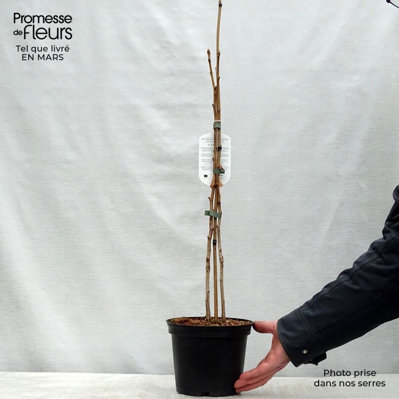 Exemplaar van Ginkgo biloba - Japanse notenboom Pot van 2 l/3 l zoals geleverd in de lente