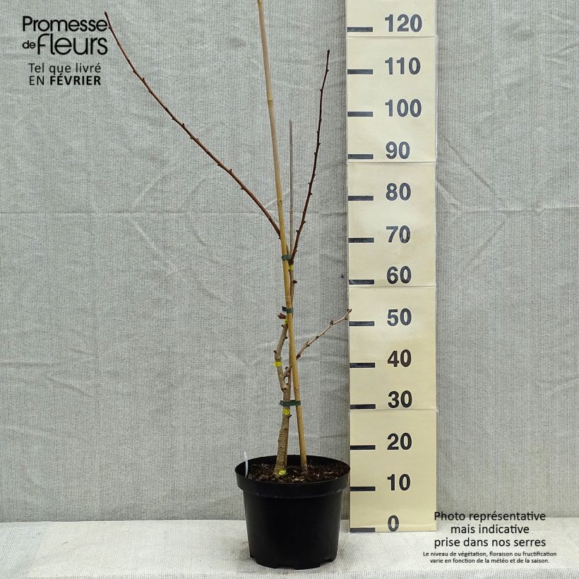 Example of Ginkgo biloba Autumn Gold - Arbre aux quarante écus Pot van 6 l/7 l as you get in hiver