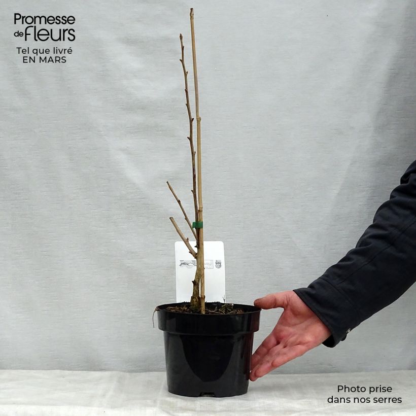 Exemplaar van Ginkgo biloba Blagon - Japanse notenboom Pot van 1 l/1,5 l zoals geleverd in de lente