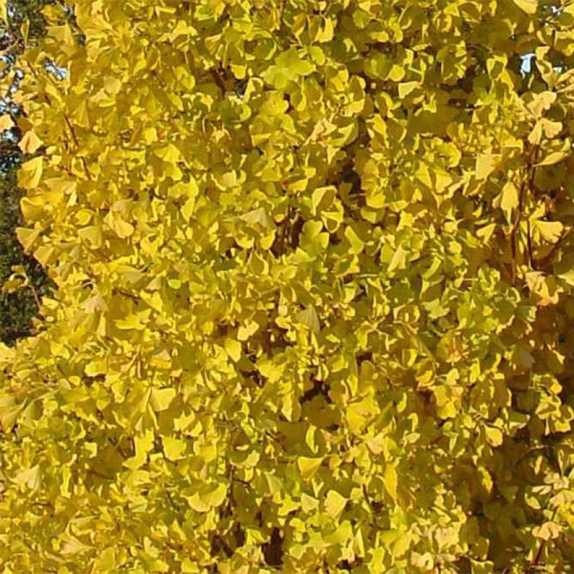 Ginkgo biloba Blagon - Japanse notenboom (Foliage)