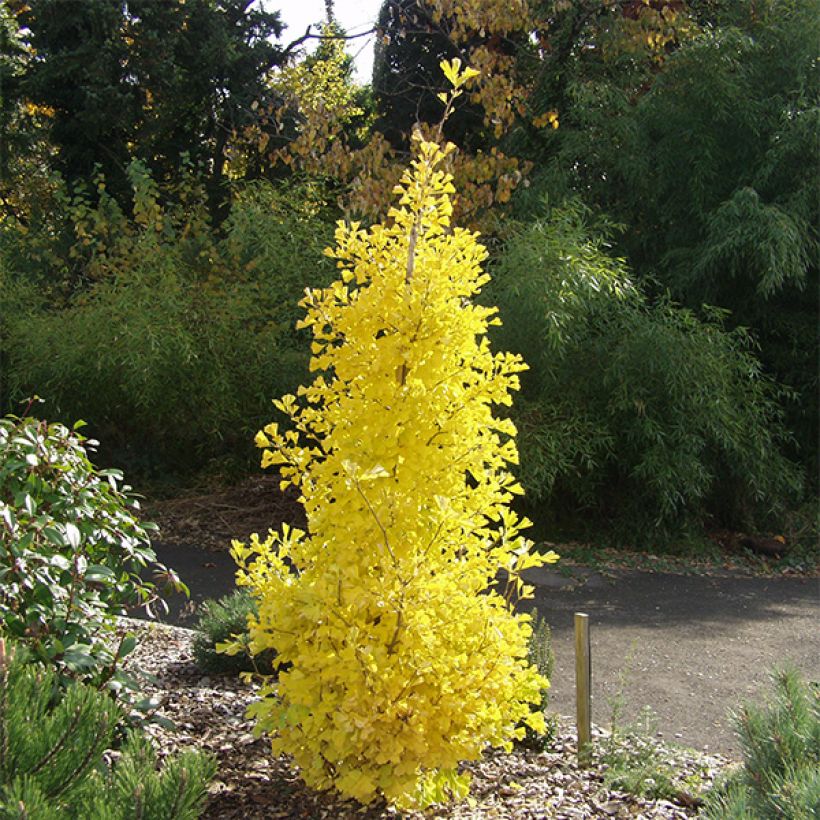 Ginkgo biloba Blagon - Japanse notenboom (Plant habit)