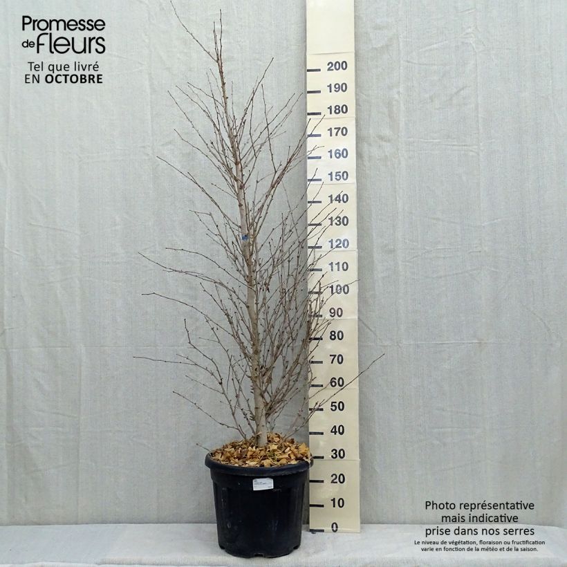 Exemplaar van Ginkgo biloba Eiffel - Japanse notenboom Pot van 30L/35L zoals geleverd in de herfst