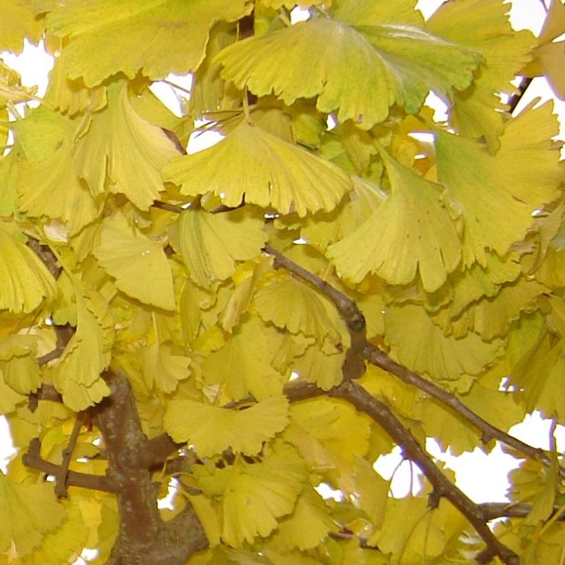 Ginkgo biloba Horizontalis - Japanse notenboom (Blad)