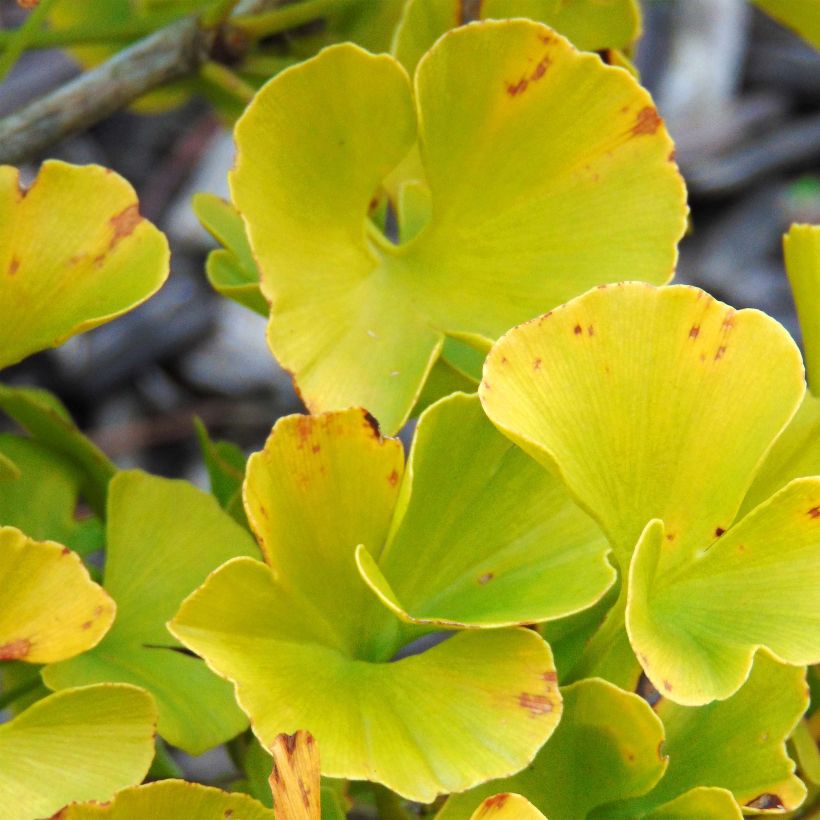 Ginkgo biloba Mariken - Japanse notenboom (Foliage)